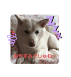 ❤️ぴょちでしゅ❤️（個別スタンプ：5）