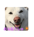 ❤️ぴょちでしゅ❤️（個別スタンプ：6）