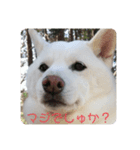 ❤️ぴょちでしゅ❤️（個別スタンプ：8）