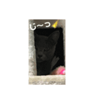 aokoのスタンプ（個別スタンプ：6）