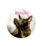 aokoのスタンプ（個別スタンプ：8）