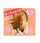 柴犬はっちゃんその1（個別スタンプ：2）