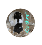 ぴぴぽぽカウ（個別スタンプ：16）