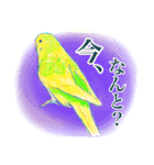 黄色と緑のセキセイインコ ミントくん（個別スタンプ：3）