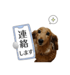 サク詰め（個別スタンプ：2）
