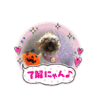 ポッケ＆ききょたんNO4（個別スタンプ：13）