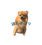 おさんぽ大好きポメラニアン（個別スタンプ：1）