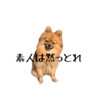 おさんぽ大好きポメラニアン（個別スタンプ：5）