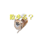 おさんぽ大好きポメラニアン（個別スタンプ：6）