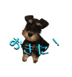 おさんぽ大好きポメラニアン（個別スタンプ：7）