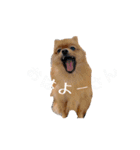おさんぽ大好きポメラニアン（個別スタンプ：8）