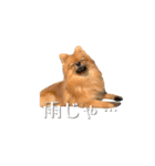 おさんぽ大好きポメラニアン（個別スタンプ：12）