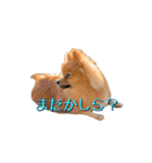 おさんぽ大好きポメラニアン（個別スタンプ：13）