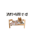 おさんぽ大好きポメラニアン（個別スタンプ：14）