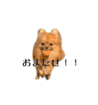 おさんぽ大好きポメラニアン（個別スタンプ：16）