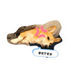 ふくぼん丸（個別スタンプ：1）