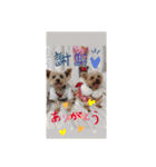 ポッケ＆ききょうNO3（個別スタンプ：30）