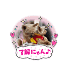 ポッケ＆ききょうNO3（個別スタンプ：31）