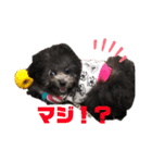 トイプードルのゆずとすずめ2（個別スタンプ：4）