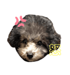 トイプードルのゆずとすずめ2（個別スタンプ：8）