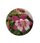 多肉植物とお花の大人可愛いスタンプ（個別スタンプ：2）