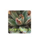 多肉植物とお花の大人可愛いスタンプ（個別スタンプ：4）