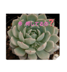 多肉植物とお花の大人可愛いスタンプ（個別スタンプ：6）