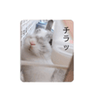 うさぎのぶんぶん（個別スタンプ：10）