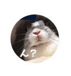 うさぎのぶんぶん（個別スタンプ：11）