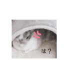 うさぎのぶんぶん（個別スタンプ：12）