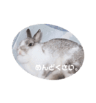 うさぎのぶんぶん（個別スタンプ：16）