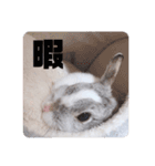 うさぎのぶんぶん（個別スタンプ：24）