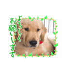 BOSS君とNICOちゃん時々かんな（個別スタンプ：7）