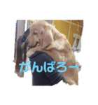 BOSS君とNICOちゃん時々かんな（個別スタンプ：10）