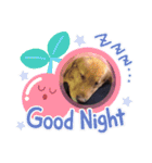 BOSS君とNICOちゃん時々かんな（個別スタンプ：13）