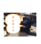 BOSS君とNICOちゃん時々かんな（個別スタンプ：16）
