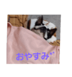 モズの楽しい日々（個別スタンプ：4）