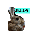 うさぎ24（個別スタンプ：3）