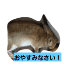 うさぎ24（個別スタンプ：4）