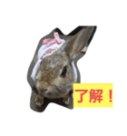 うさぎ24（個別スタンプ：5）