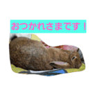 うさぎ24（個別スタンプ：7）