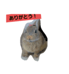うさぎ24（個別スタンプ：8）