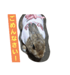 うさぎ24（個別スタンプ：9）