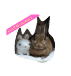 うさぎ24（個別スタンプ：10）