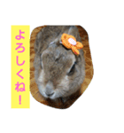 うさぎ24（個別スタンプ：12）