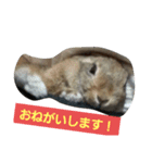 うさぎ24（個別スタンプ：13）