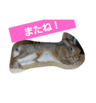 うさぎ24（個別スタンプ：14）