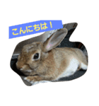 うさぎ24（個別スタンプ：15）