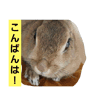 うさぎ24（個別スタンプ：16）