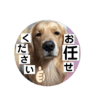 ゴールデンのまろちゃん2（個別スタンプ：1）